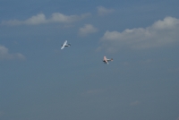 Zoom